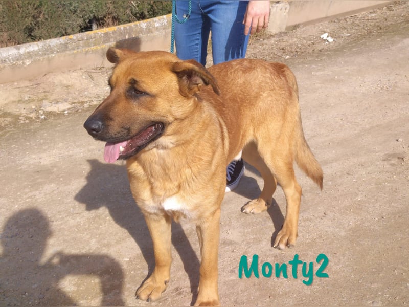 Monty2 09/2022 (ESP) - ausgeglichener und freundlicher Sonnenschein!