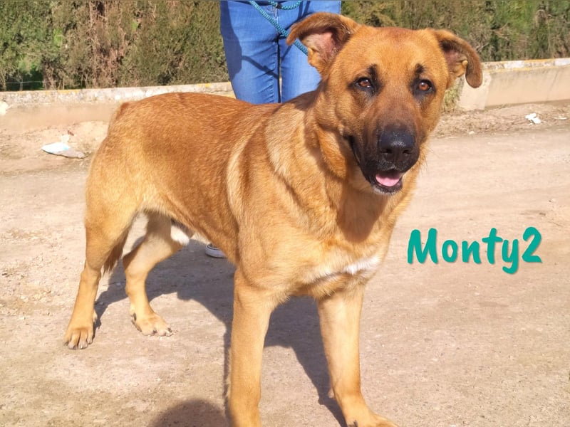 Monty2 geb. 09/2022 (ESP) - ausgeglichener und freundlicher Sonnenschein!