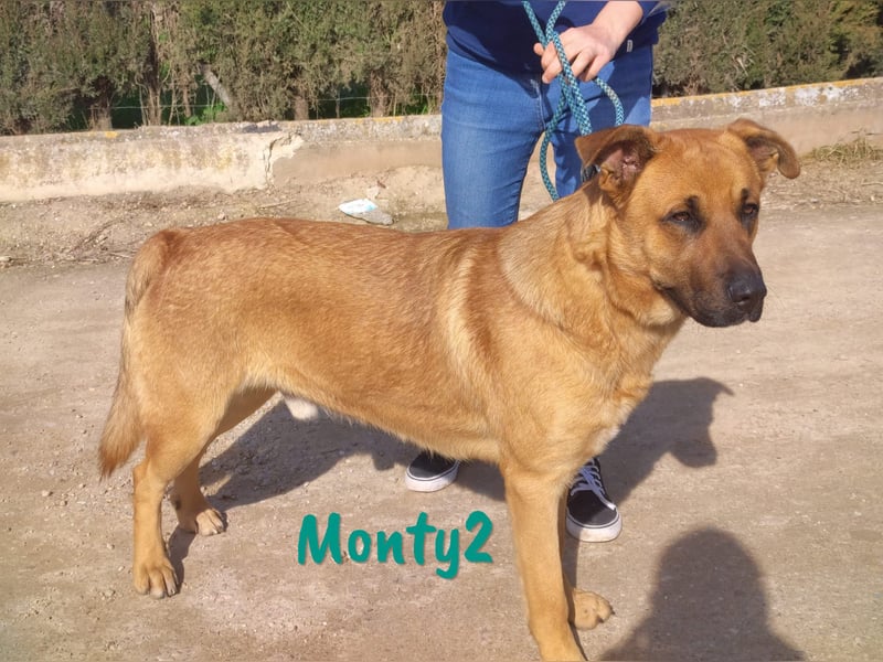 Monty2 09/2022 (ESP) - ausgeglichener und freundlicher Sonnenschein!