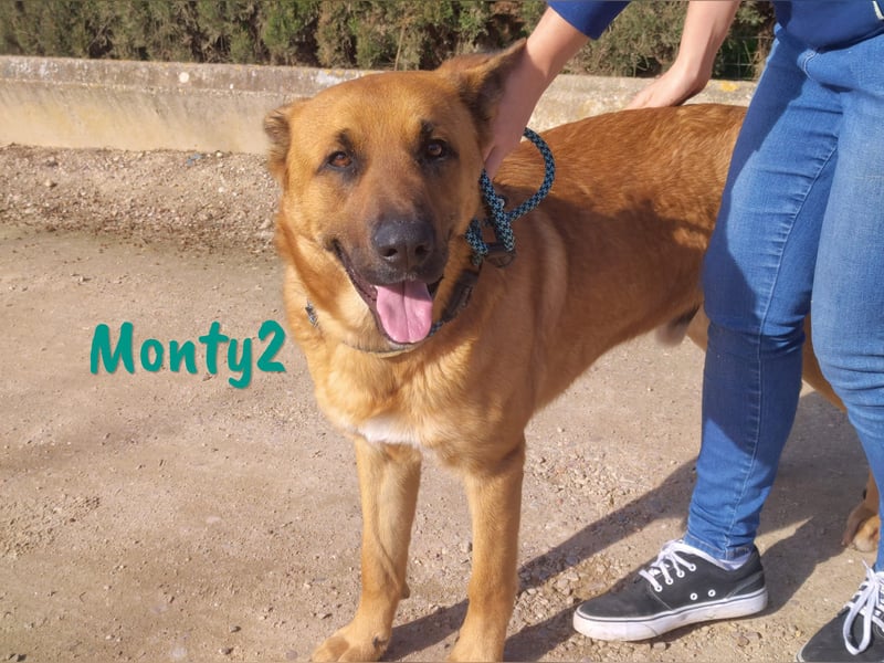 Monty2 09/2022 (ESP) - ausgeglichener und freundlicher Sonnenschein!