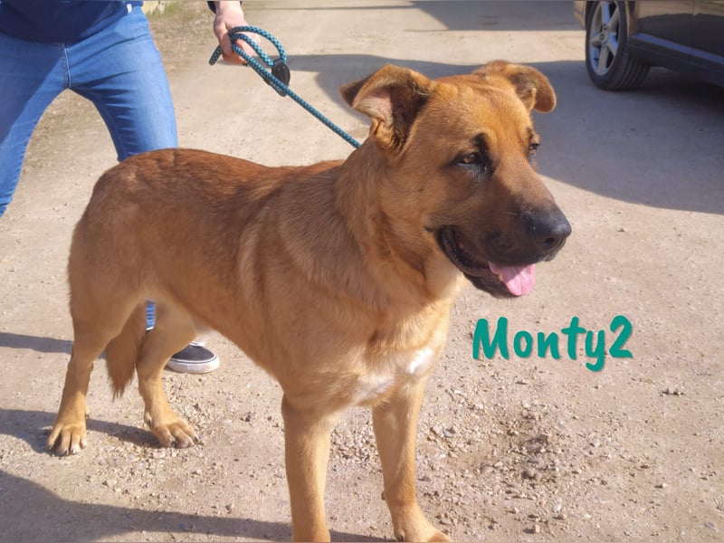 Monty2 geb. 09/2022 (ESP) - ausgeglichener und freundlicher Sonnenschein!