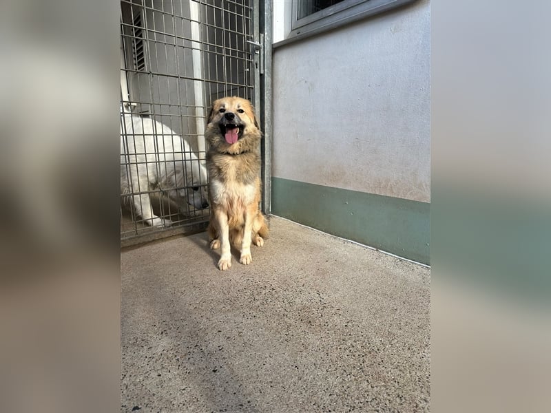 Der scheue ZECKI sucht ein geduldiges & liebevolles Zuhause