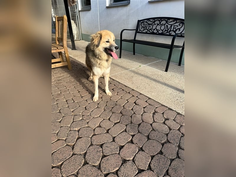 Der scheue ZECKI sucht ein geduldiges & liebevolles Zuhause