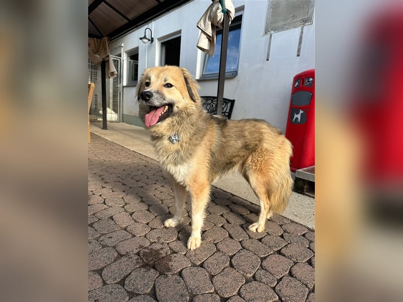Der scheue ZECKI sucht ein geduldiges & liebevolles Zuhause