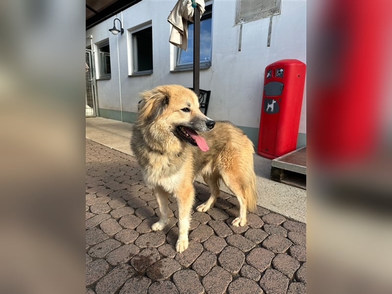 Der scheue ZECKI sucht ein geduldiges & liebevolles Zuhause