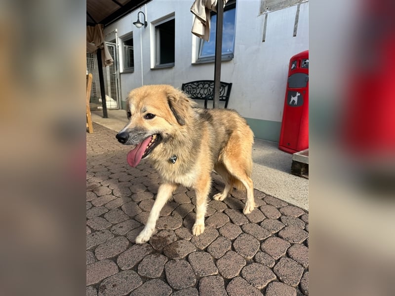 Der scheue ZECKI sucht ein geduldiges & liebevolles Zuhause
