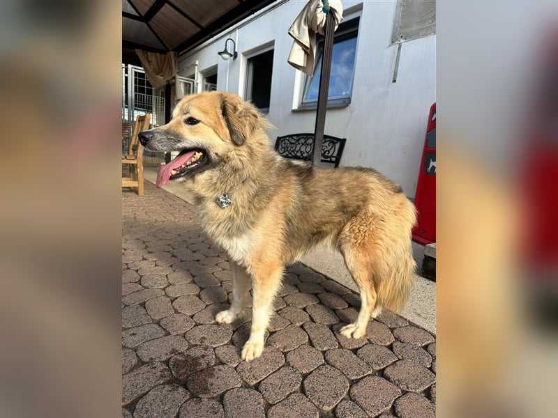 Der scheue ZECKI sucht ein geduldiges & liebevolles Zuhause