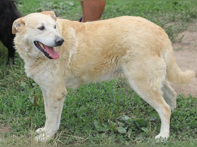 Winston ist ein guter Familienhund
