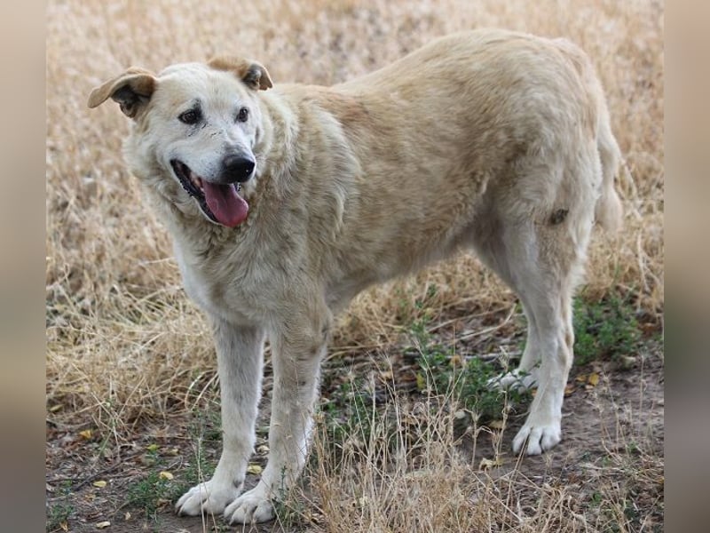 Winston ist ein guter Familienhund