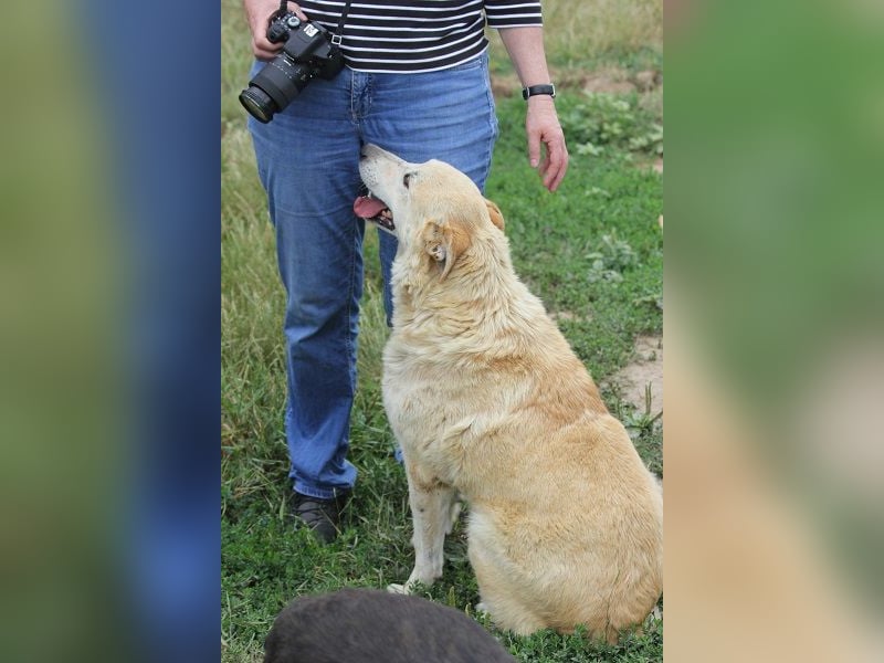 Winston ist ein guter Familienhund