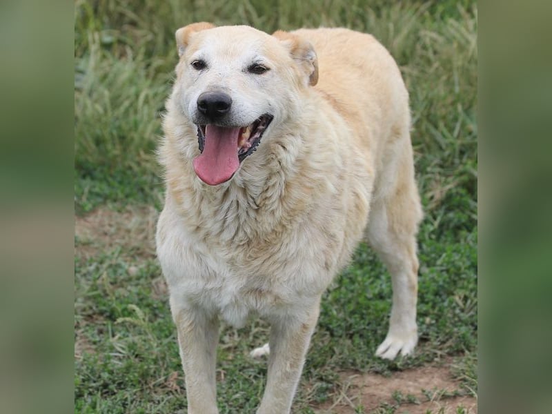 Winston ist ein guter Familienhund