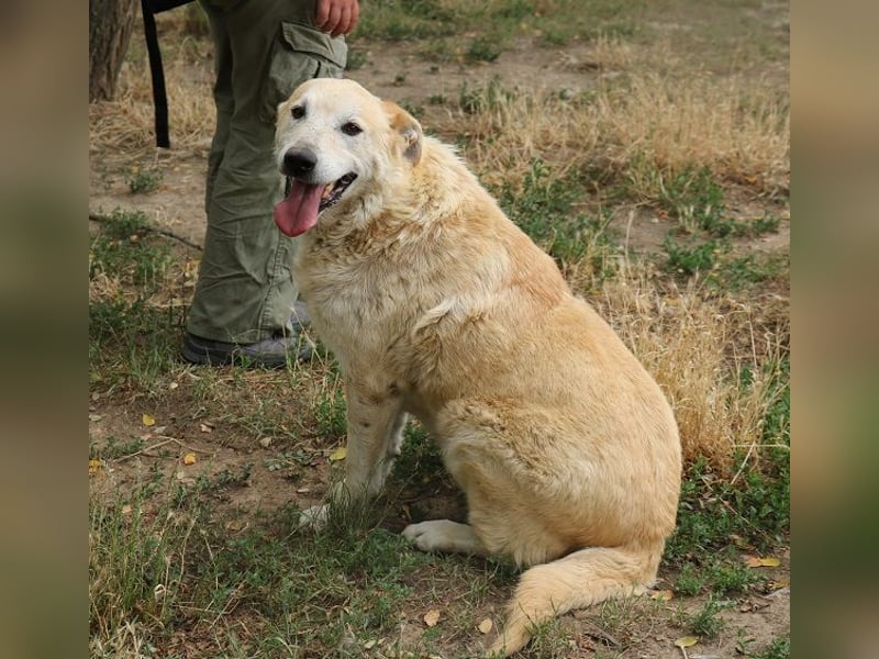 Winston ist ein guter Familienhund