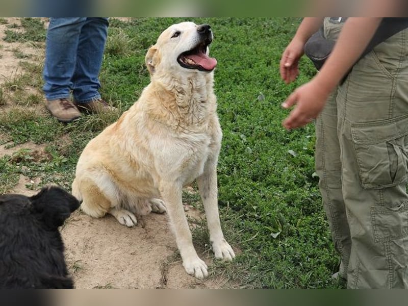 Winston ist ein guter Familienhund