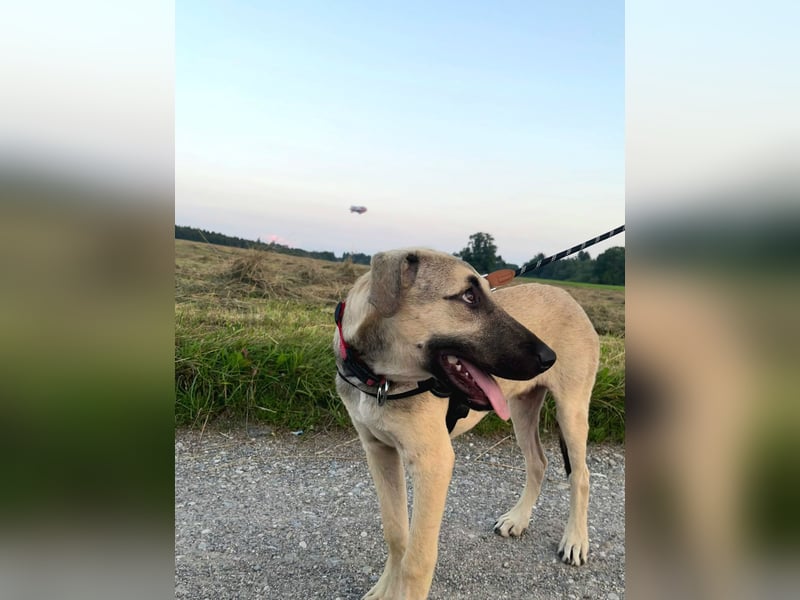 Liam, menschenbezogen, sehr sozial, sucht Traumplatz