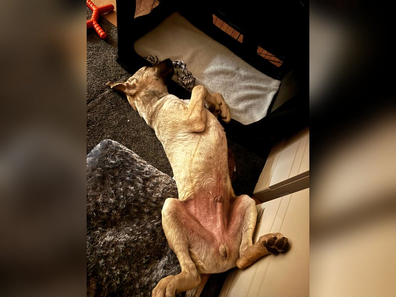 Liam, menschenbezogen, sehr sozial, sucht Traumplatz
