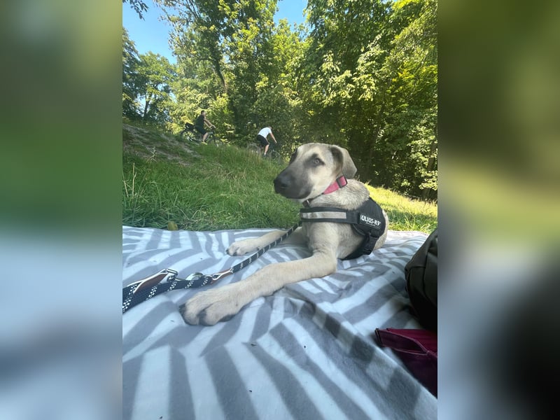 Liam, menschenbezogen, sehr sozial, sucht Traumplatz
