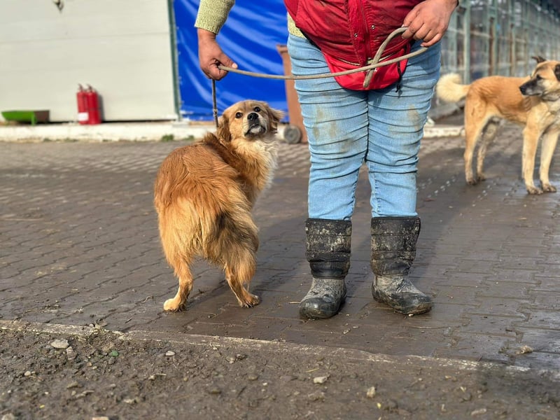 Verschmuster Cico(1 Jahr/45 cm/15 kg) sucht seine Familie