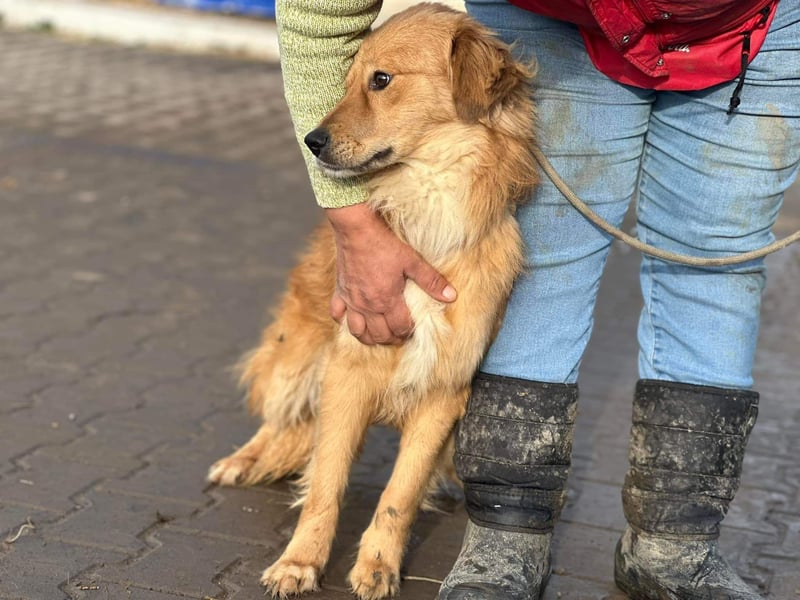 Verschmuster Cico(1 Jahr/45 cm/15 kg) sucht seine Familie