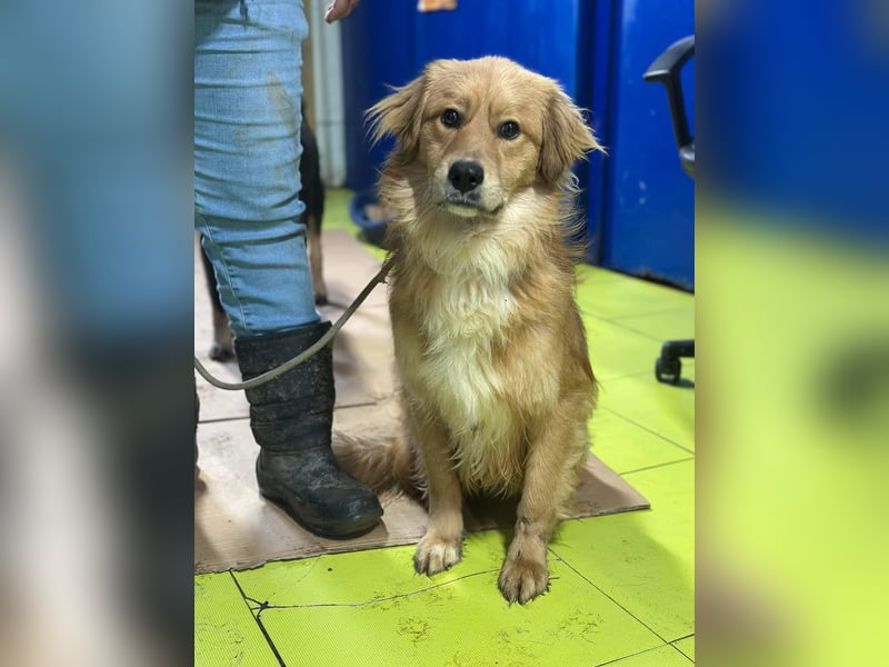 Verschmuster Cico(1 Jahr/45 cm/15 kg) sucht seine Familie