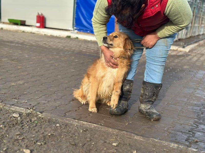 Verschmuster Cico(1 Jahr/45 cm/15 kg) sucht seine Familie