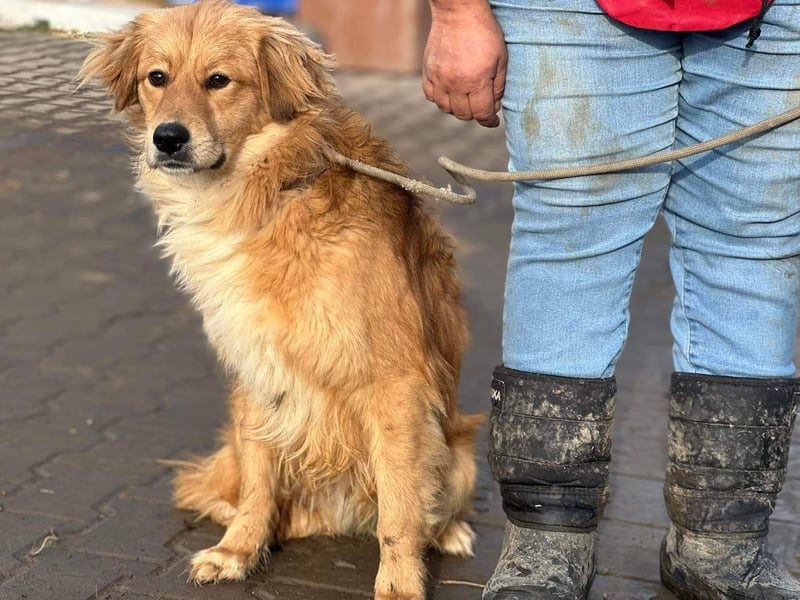 Verschmuster Cico(1 Jahr/45 cm/15 kg) sucht seine Familie