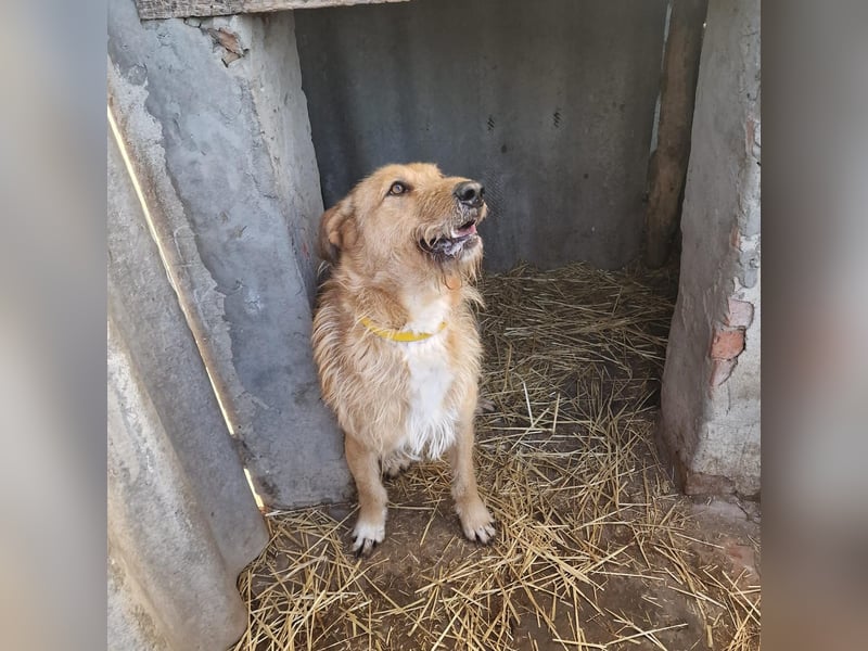 Sammy