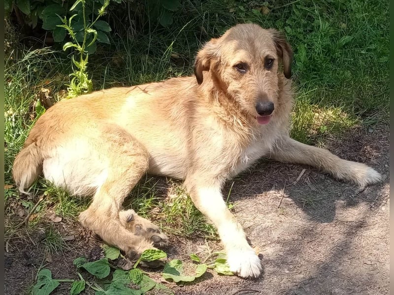 Sammy