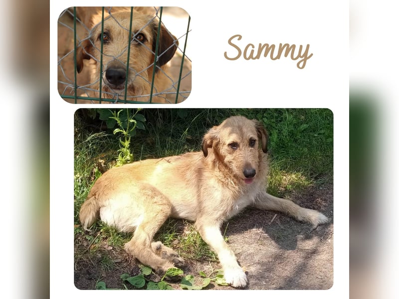Sammy