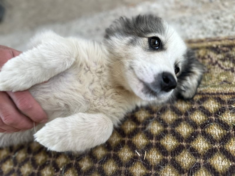 Balto- Der kleine Welpe mit der großen Hoffnung