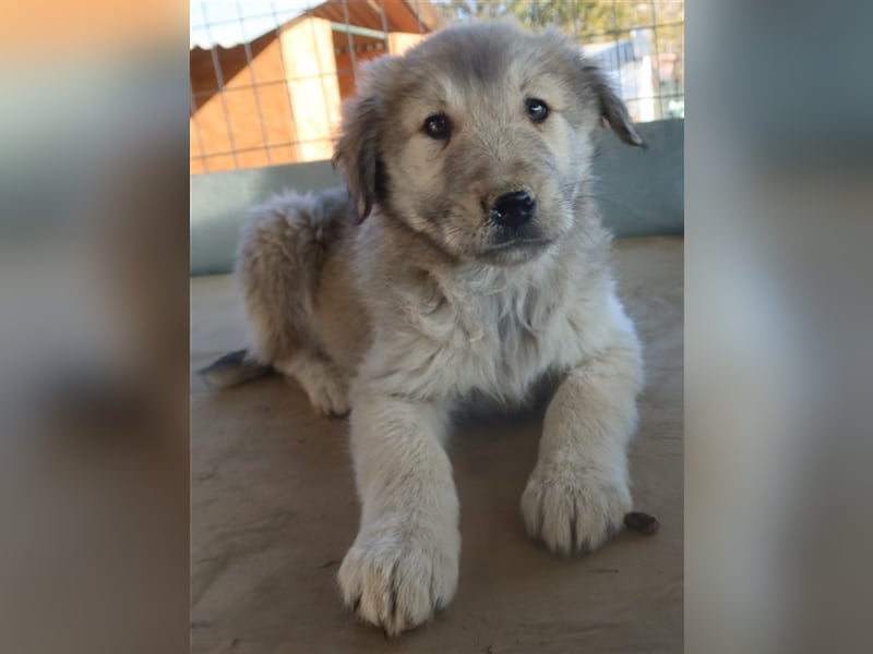 Jako, geb. ca. 09/2023, lebt in GRIECHENLAND, im städt. Tierheim Serres