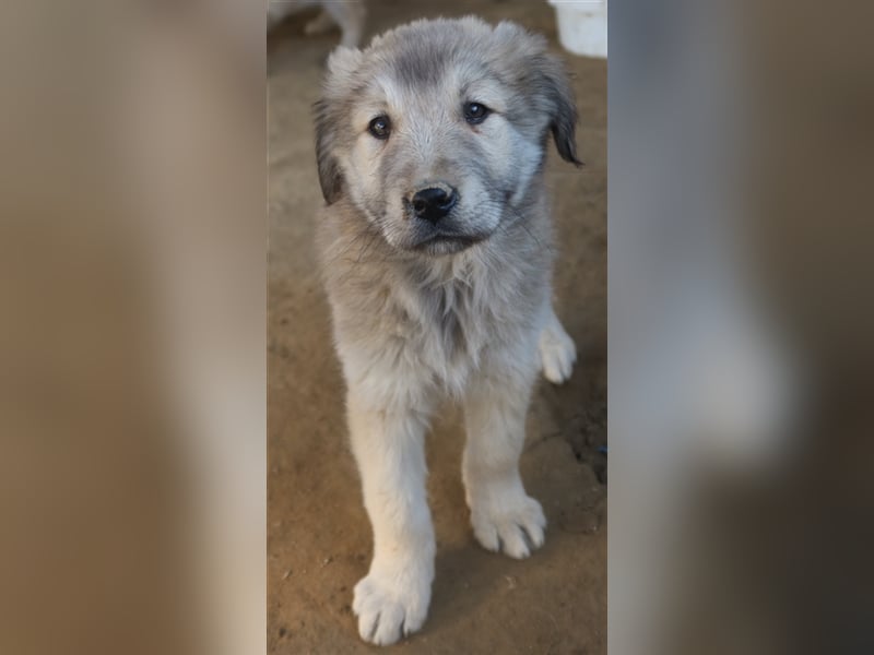 Jako, geb. ca. 09/2023, lebt in GRIECHENLAND, im städt. Tierheim Serres