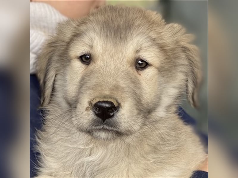 Jako, geb. ca. 09/2023, lebt in GRIECHENLAND, im städt. Tierheim Serres