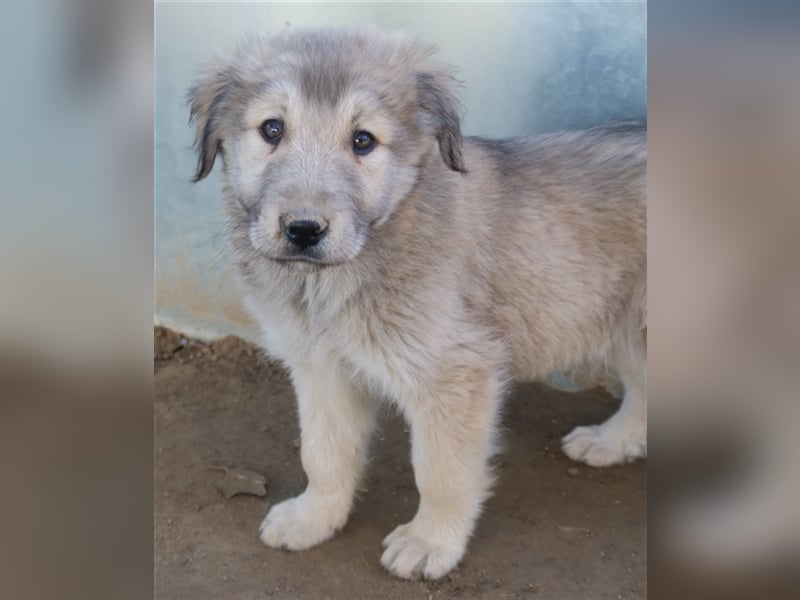 Jako, geb. ca. 09/2023, lebt in GRIECHENLAND, im städt. Tierheim Serres