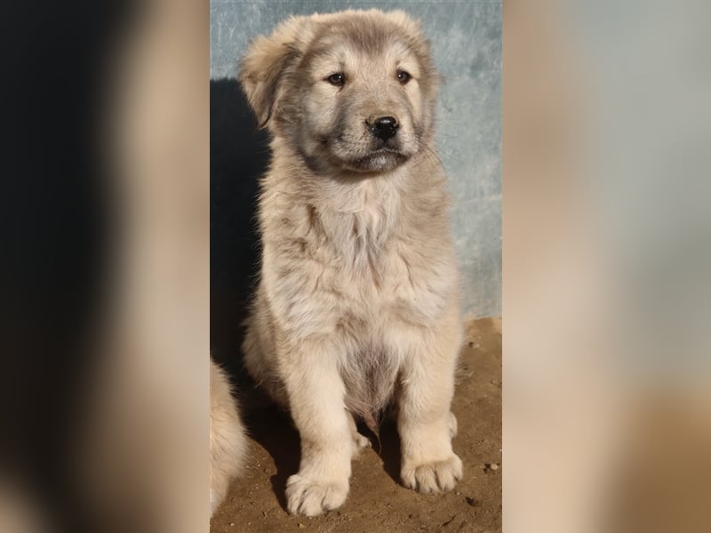 Jako, geb. ca. 09/2023, lebt in GRIECHENLAND, im städt. Tierheim Serres