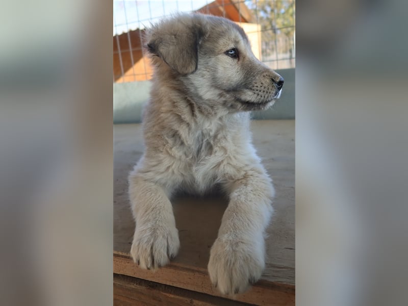Jako, geb. ca. 09/2023, lebt in GRIECHENLAND, im städt. Tierheim Serres