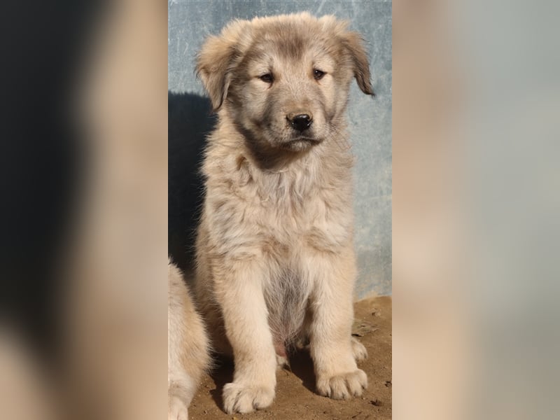 Jako, geb. ca. 09/2023, lebt in GRIECHENLAND, im städt. Tierheim Serres