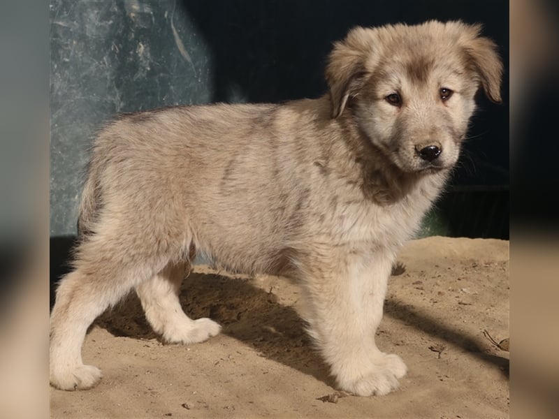Jako, geb. ca. 09/2023, lebt in GRIECHENLAND, im städt. Tierheim Serres