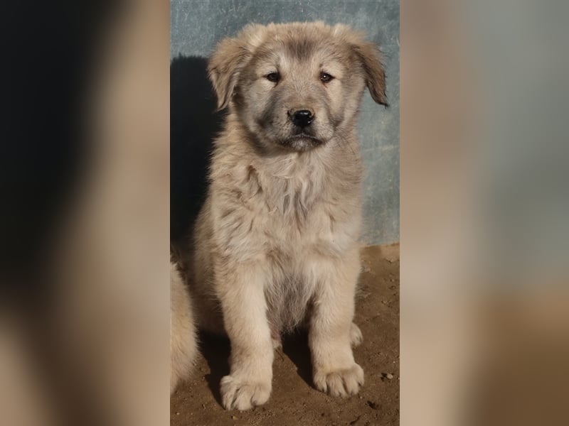Jako, geb. ca. 09/2023, lebt in GRIECHENLAND, im städt. Tierheim Serres