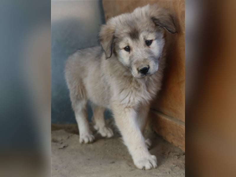 Jako, geb. ca. 09/2023, lebt in GRIECHENLAND, im städt. Tierheim Serres