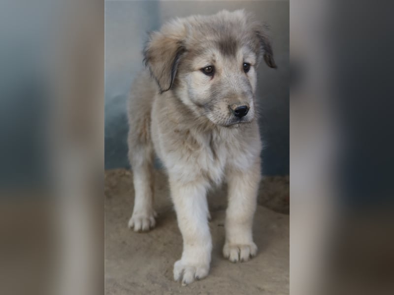 Jako, geb. ca. 09/2023, lebt in GRIECHENLAND, im städt. Tierheim Serres