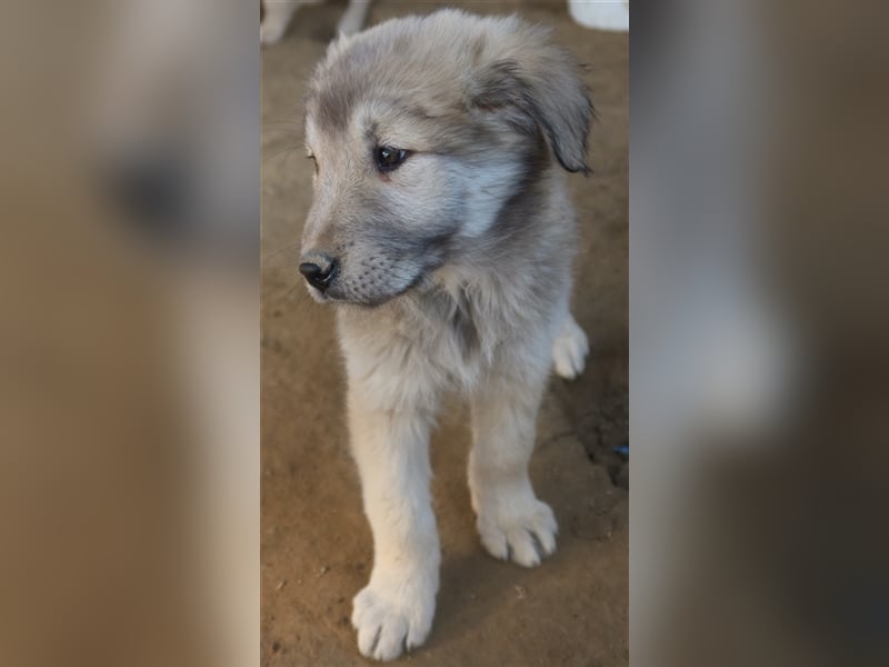 Jako, geb. ca. 09/2023, lebt in GRIECHENLAND, im städt. Tierheim Serres