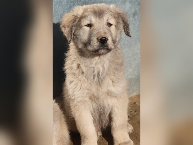 Jako, geb. ca. 09/2023, lebt in GRIECHENLAND, im städt. Tierheim Serres