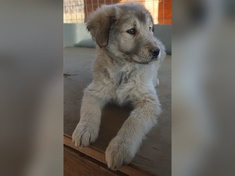 Jako, geb. ca. 09/2023, lebt in GRIECHENLAND, im städt. Tierheim Serres