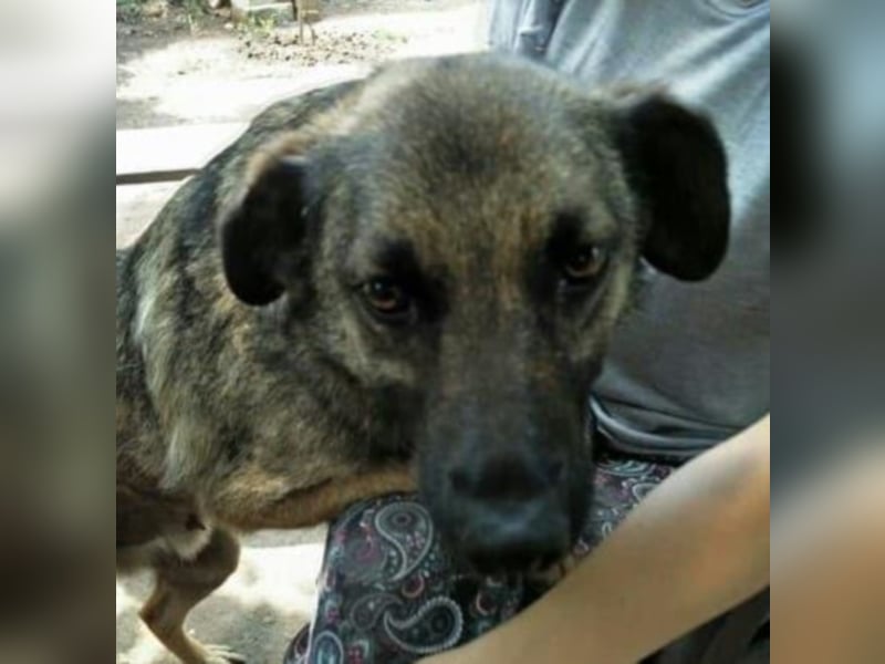 Pelle sucht dringend ein Zuhause  