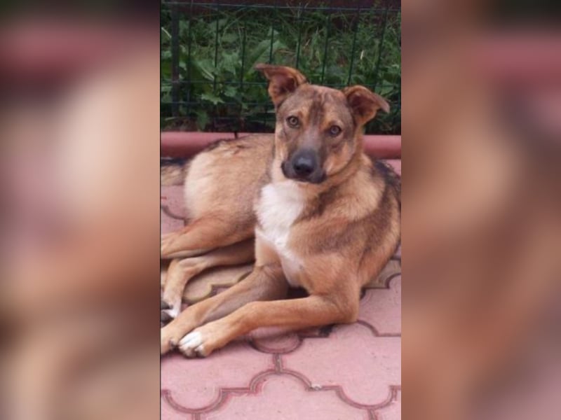 Mark, toller junger Hund  