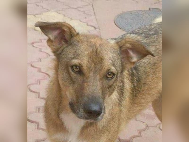 Mark, toller junger Hund  