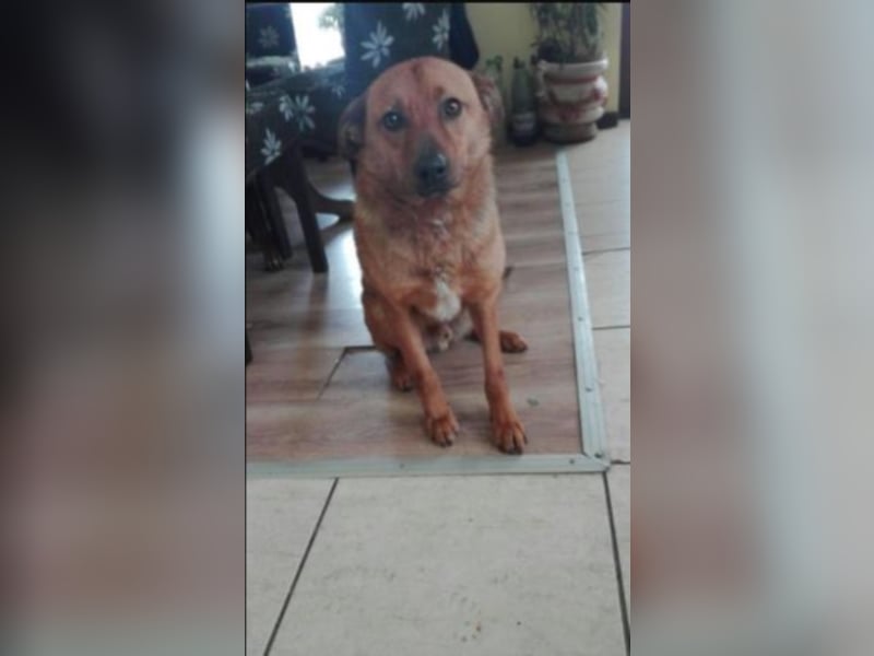 Codin sucht Zuhause  