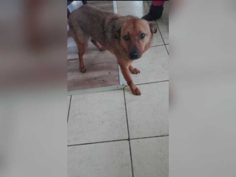 Codin sucht Zuhause  
