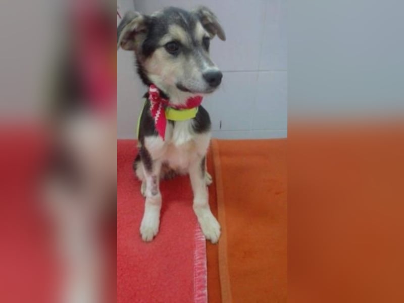 Jack sucht sein Zuhause  