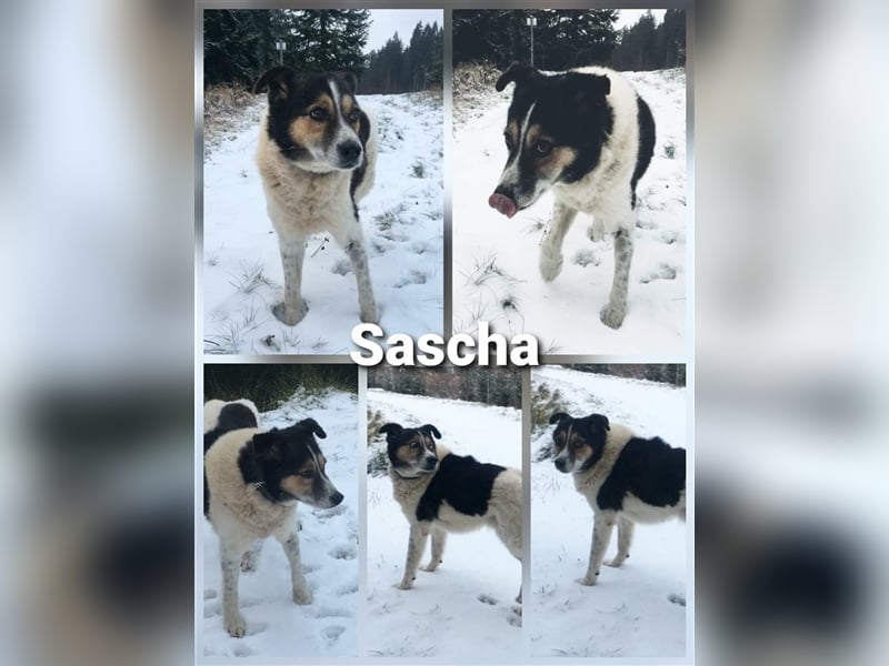 Sascha - Ein Engel auf 4 Pfoten 